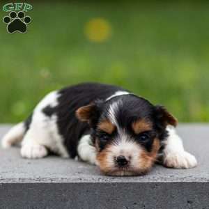 Daryl, Biewer Terrier Puppy